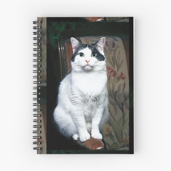 Item preview, r354/ New Finition nov 2022 " The " Pirate " un Chat love - Canon eos 5 28-70 mm f.2.8 avec Studio Portable et 3 Boites à Lumière Okaio by Olavia Olao designed and sold by o.okaïo.
