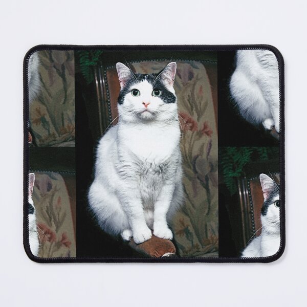 Item preview, r354/ New Finition nov 2022 " The " Pirate " un Chat love - Canon eos 5 28-70 mm f.2.8 avec Studio Portable et 3 Boites à Lumière Okaio by Olavia Olao designed and sold by o.okaïo.