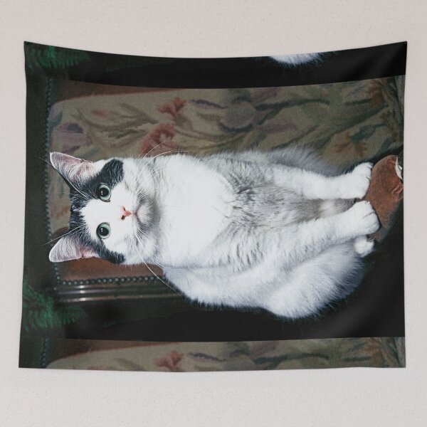 Item preview, r354/ New Finition nov 2022 " The " Pirate " un Chat love - Canon eos 5 28-70 mm f.2.8 avec Studio Portable et 3 Boites à Lumière Okaio by Olavia Olao designed and sold by o.okaïo.