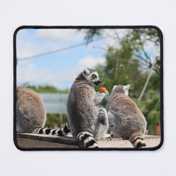 Item preview, Lemurs' lunch designed and sold by GreyFeatherPhot.