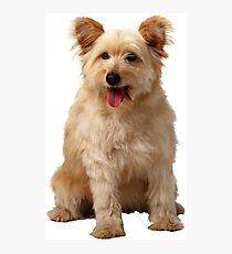 Cute dog Photographic Print