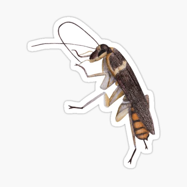 Cockroach Sticker