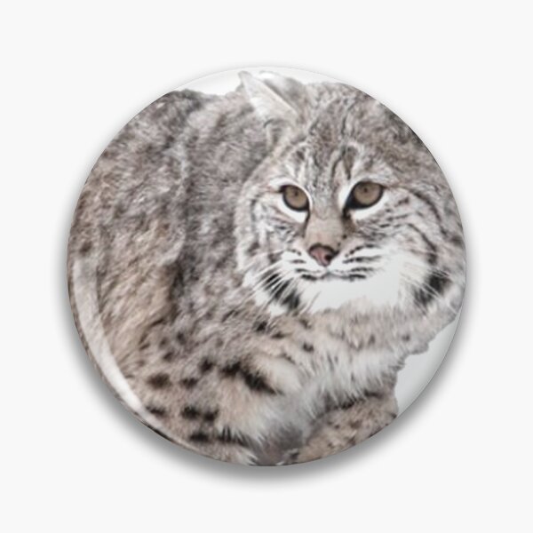 Artikelvorschau, Lynx Rufus ist als Rotluchs bekannt entworfen und verkauft von David-Howells.