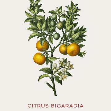 Citrus bigaradia hotsell