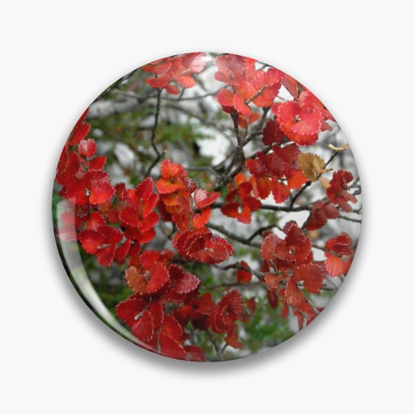 Item preview, Myrtle Beech, Crater Lake, Cradle Mountain, Tasmania, Australia. designed and sold by kaysharp.