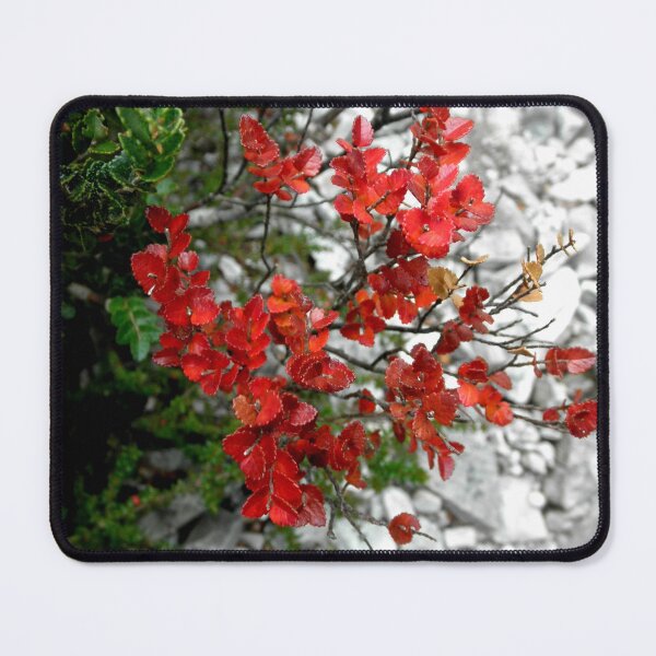 Item preview, Myrtle Beech, Crater Lake, Cradle Mountain, Tasmania, Australia. designed and sold by kaysharp.