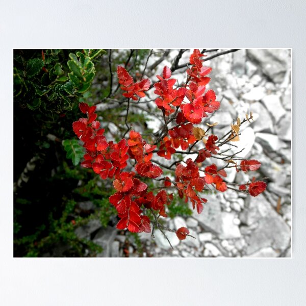 Item preview, Myrtle Beech, Crater Lake, Cradle Mountain, Tasmania, Australia. designed and sold by kaysharp.