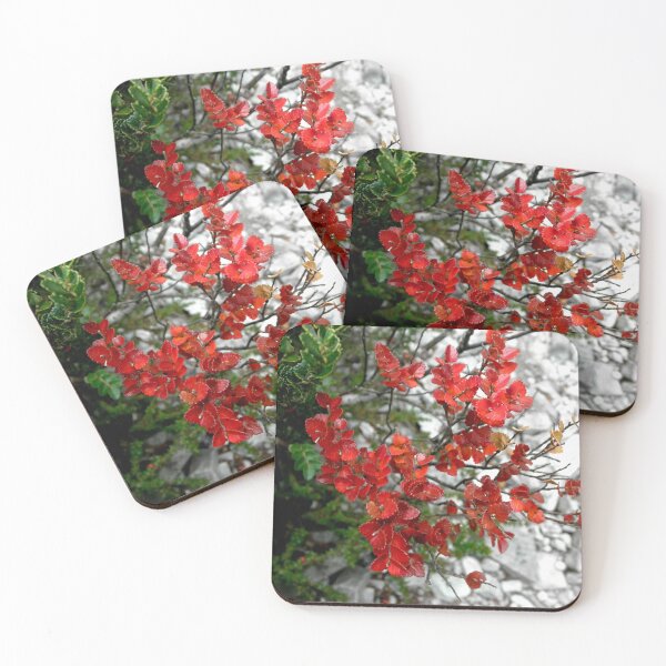 Item preview, Myrtle Beech, Crater Lake, Cradle Mountain, Tasmania, Australia. designed and sold by kaysharp.
