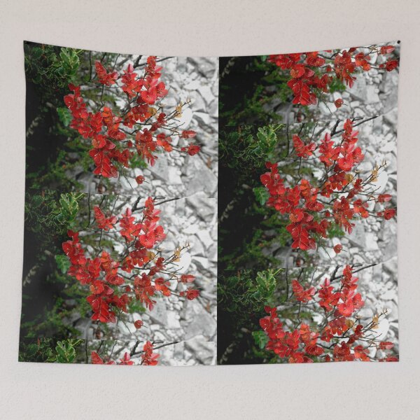 Item preview, Myrtle Beech, Crater Lake, Cradle Mountain, Tasmania, Australia. designed and sold by kaysharp.