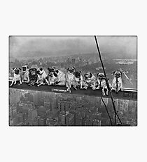 Möpse auf einem Wolkenkratzer 1932 Fotodruck