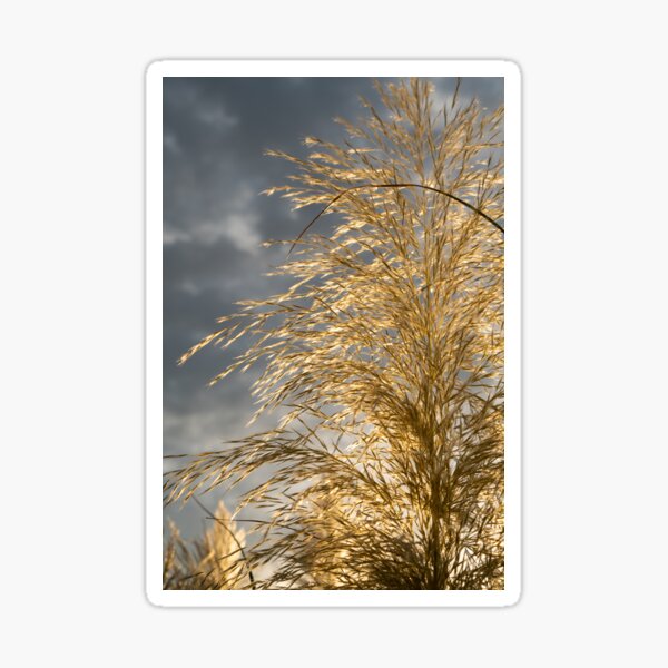 Golden pampas grass, clouds and sunlight 6 Sticker