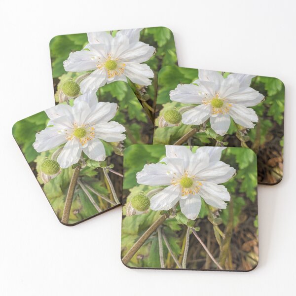 Item preview, Japanese Anemone designed and sold by TheRealDanniX.