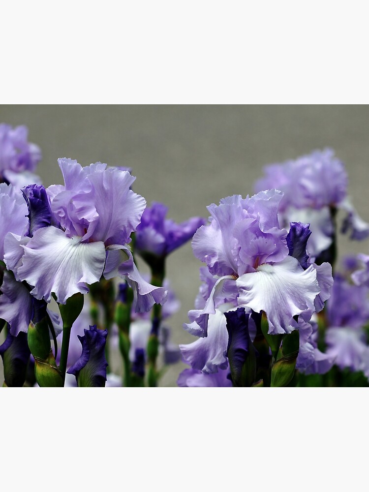 Discover Sweet Blue Iris Premium Matte Vertical Poster