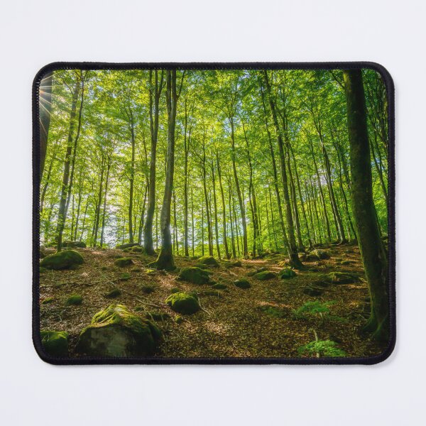 Item preview, Beech Tree Forest In Sunlight designed and sold by Nicklas81.