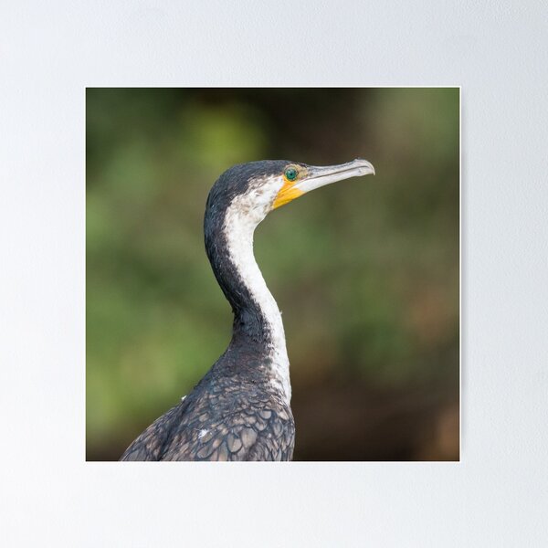 Item preview, Cormorant designed and sold by ccullen222.