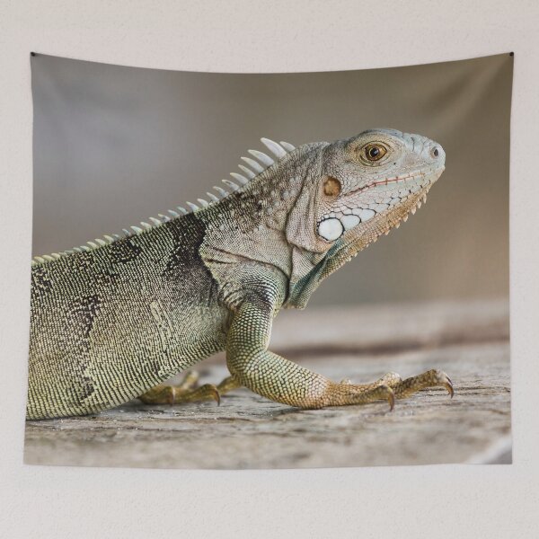 Item preview, Reptilia 2 designed and sold by John Velocci.