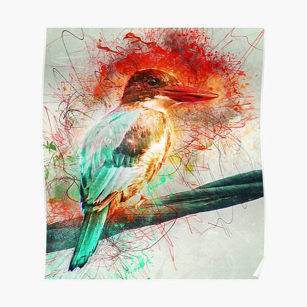 Kookaburra Poster