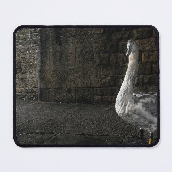 Item preview, A young Swan near the Thanet canal designed and sold by jasminewang.