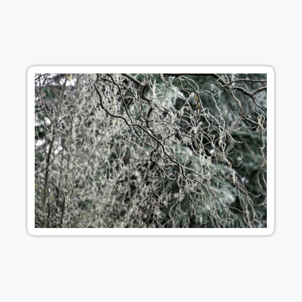Item preview, Corkscrew Willow Branches: abstract pattern designed and sold by Stephen Frost.
