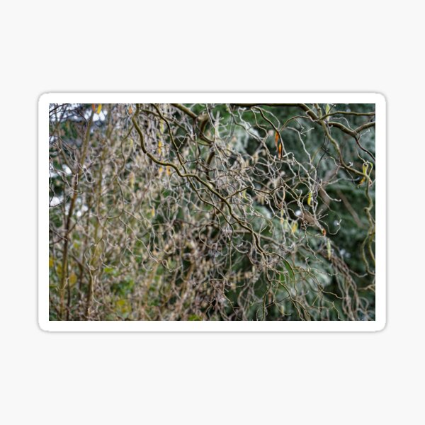 Item preview, Corkscrew Willow Branches: abstract pattern designed and sold by Stephen Frost.