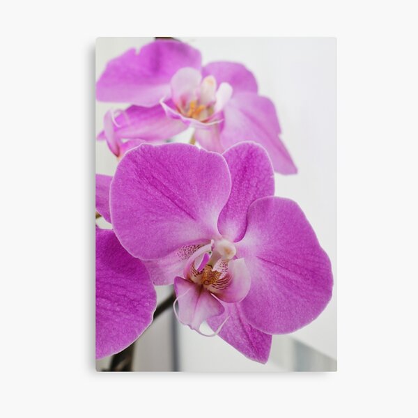 Item preview, Fuchsia colored phalaenopsis orchid designed and sold by minneyael.