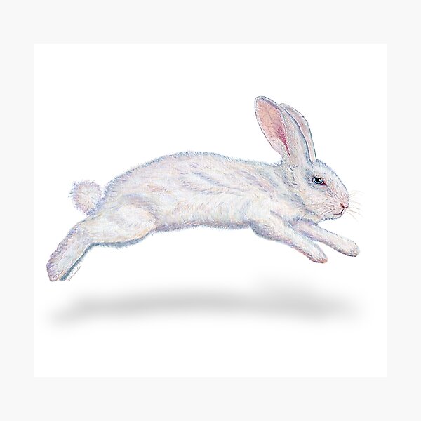 Fluffy White Rabbit Photographic Print