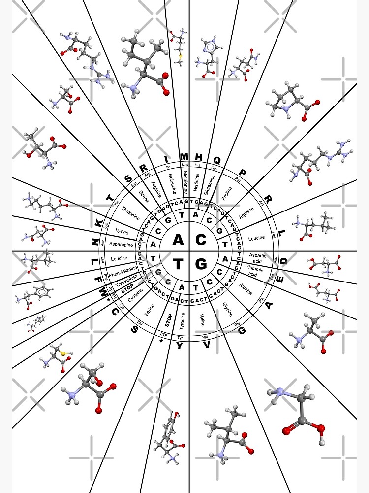 code to amino acids 3d model" Photographic Print for Sale by