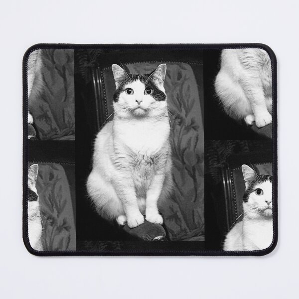 Item preview,  r353/ New Finition nov 2022 " The " Pirate " un Chat love - Canon eos 5 28-70 mm f.2.8 avec Studio Portable et 3 Boites à Lumière Okaio by Olavia Olao designed and sold by o.okaïo.