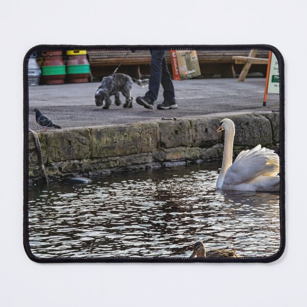 Item preview, Skipton-Swan, duck,pigeon and dog,.. designed and sold by jasminewang.