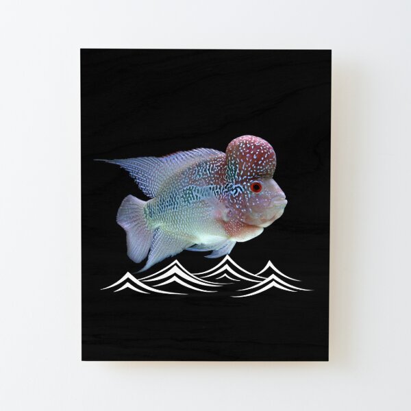 Flowerhorn Cichlid Fish Keeper | Poster