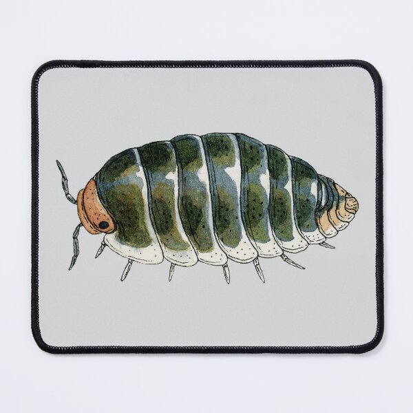 Item preview, Cubaris sp. "Pak Chong" designed and sold by paintedpansy.