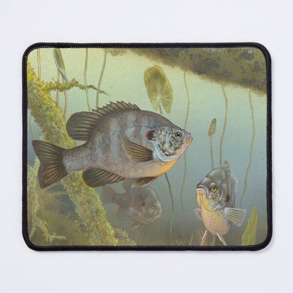 Item preview, Redear Sunfish (Lepomis microlophus) designed and sold by linggalibrary.
