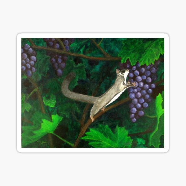 sugar glider grapes