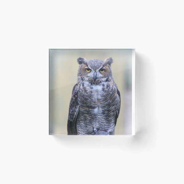 Item preview, Great Horned Owl Posing for His Portrait designed and sold by May Finch.
