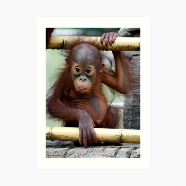 What a Look Art Print