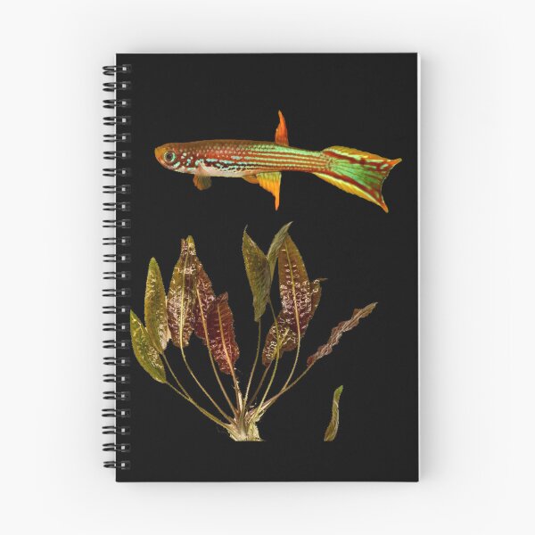 Item preview, Killifish mahdienses and Cryptocoryne moehlmannii designed and sold by killies.