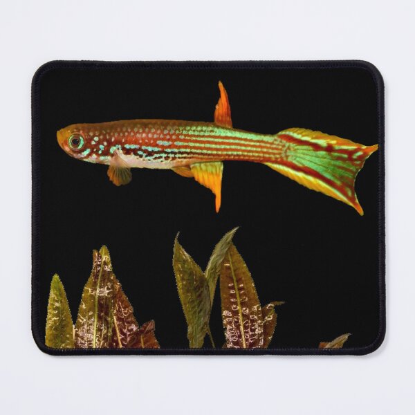 Item preview, Killifish mahdienses and Cryptocoryne moehlmannii designed and sold by killies.