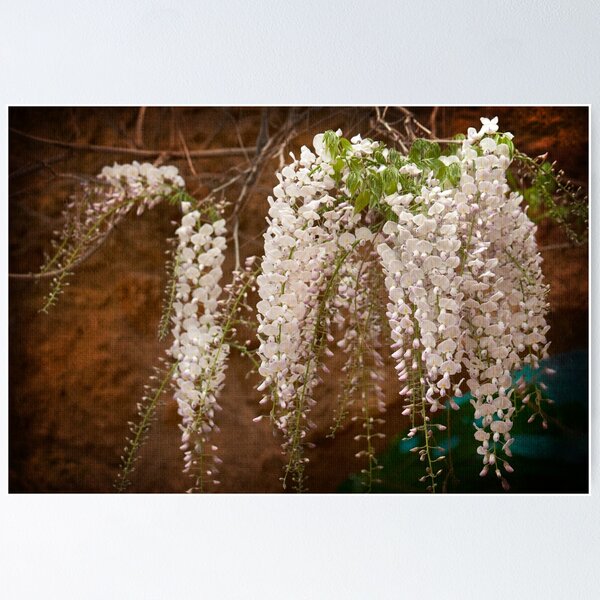 Item preview, "Wisteria" designed and sold by Malcolm Heberle.
