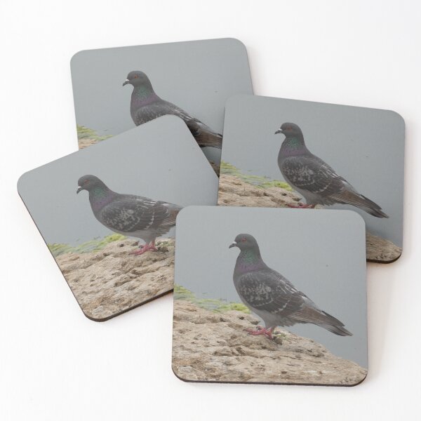 Item preview, Pigeon at Mueller Lake designed and sold by Birds-by-Bovi.