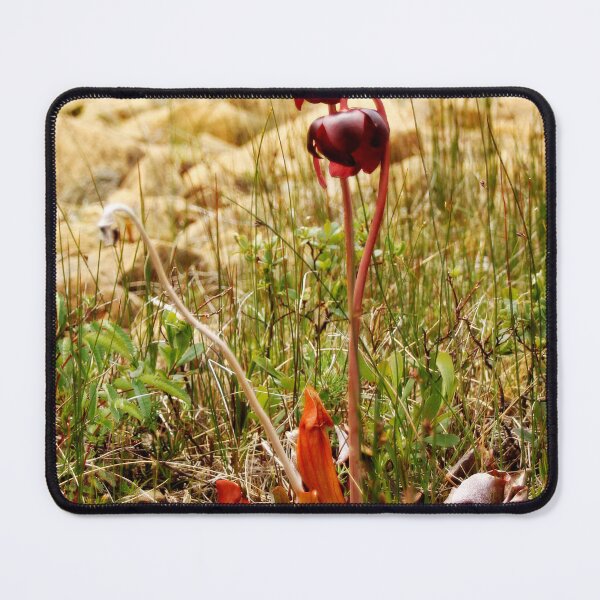Item preview, Purple Pitcher Plant designed and sold by HannahWileyy.