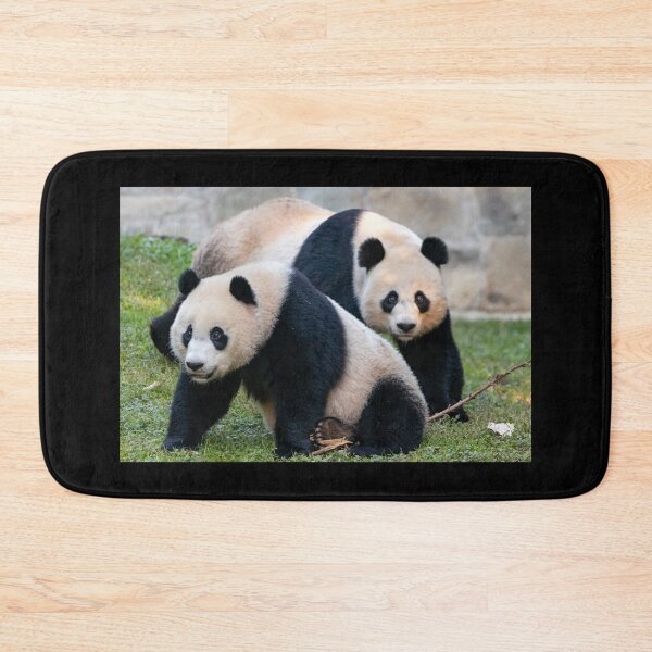 Item preview, Giant Pandas Xiao Qi Ji and Mei Xiang at the Smithsonian's National Zoo designed and sold by Zoo and Nature Photography by Karie.
