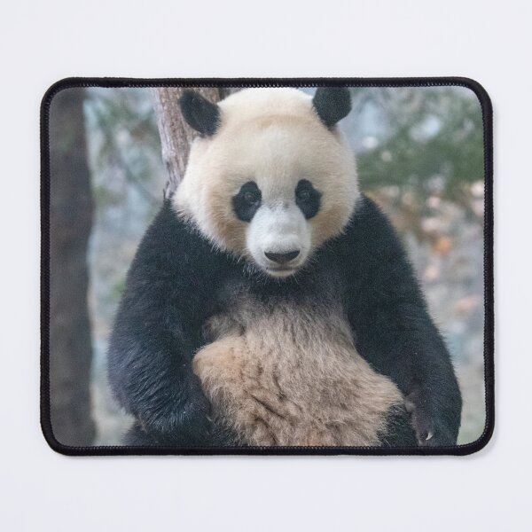 Item preview, Giant Panda Xiao Qi Ji at the National Zoo designed and sold by Zoo and Nature Photography by Karie.