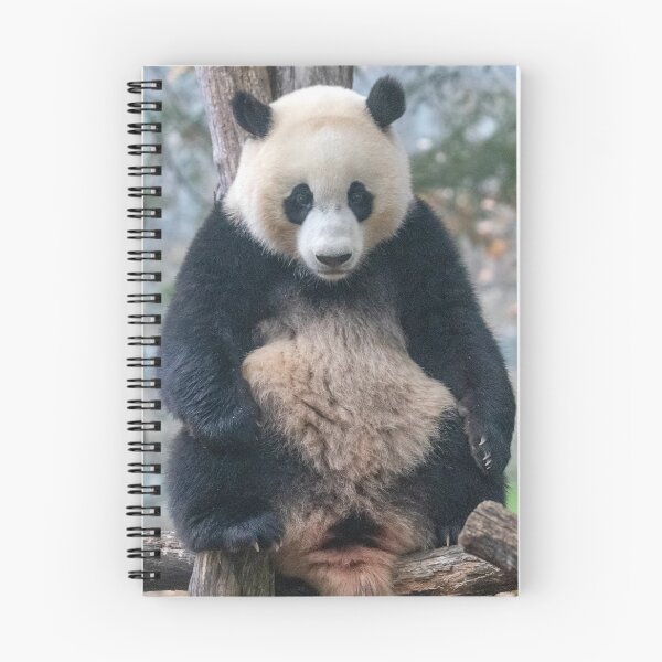Item preview, Giant Panda Xiao Qi Ji at the National Zoo designed and sold by Zoo and Nature Photography by Karie.