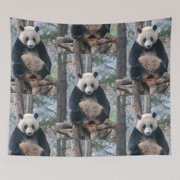 Item preview, Giant Panda Xiao Qi Ji at the National Zoo designed and sold by Zoo and Nature Photography by Karie.