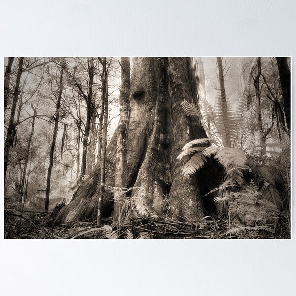 Item preview, Mountain Ash, Yarra Ranges. designed and sold by Ern Mainka.