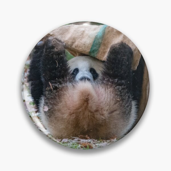 Item preview, Peek-a-boo with Giant Panda Xiao Qi Ji at the National Zoo designed and sold by Zoo and Nature Photography by Karie.