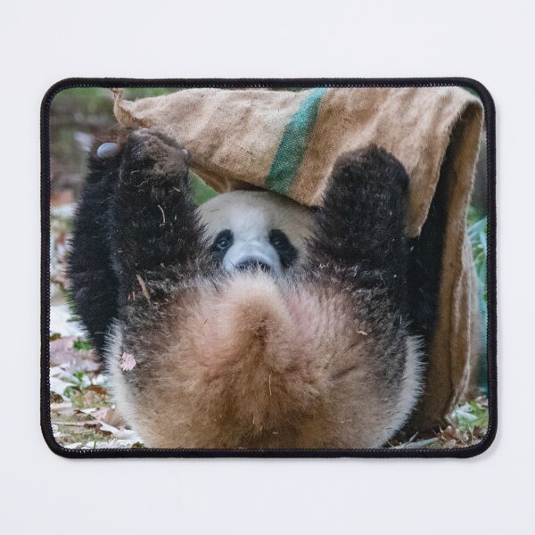 Item preview, Peek-a-boo with Giant Panda Xiao Qi Ji at the National Zoo designed and sold by Zoo and Nature Photography by Karie.