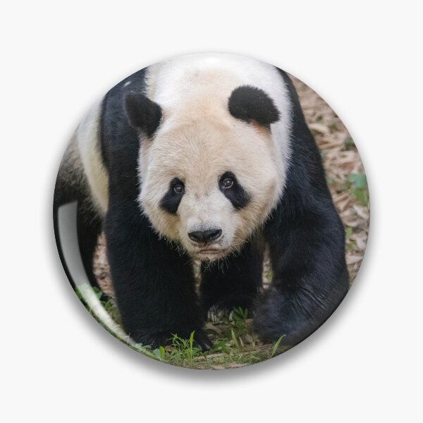 Item preview, Giant Panda Tian Tian at the National Zoo designed and sold by Zoo and Nature Photography by Karie.