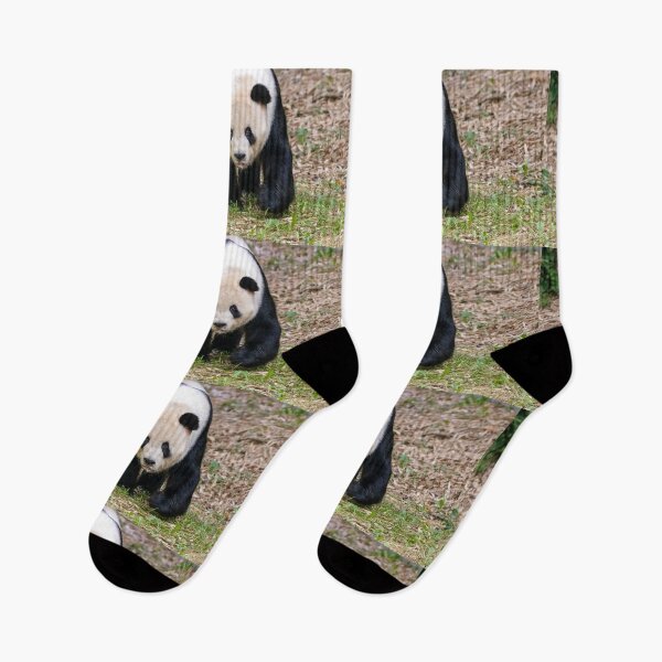 Item preview, Giant Panda Tian Tian at the National Zoo designed and sold by Zoo and Nature Photography by Karie.