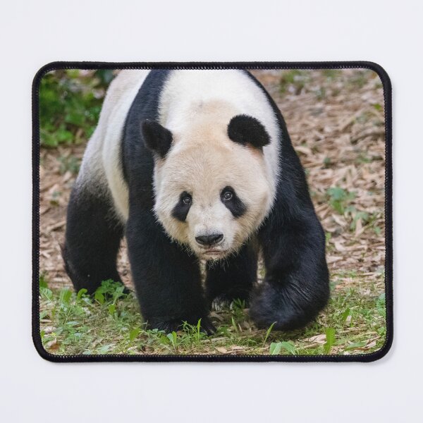 Item preview, Giant Panda Tian Tian at the National Zoo designed and sold by Zoo and Nature Photography by Karie.